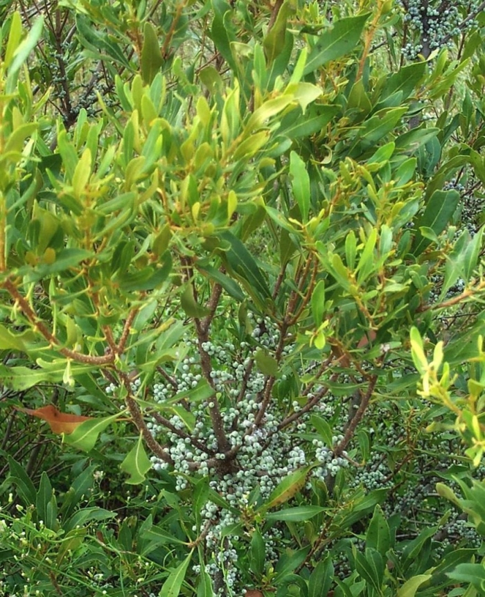 Восковница myrica