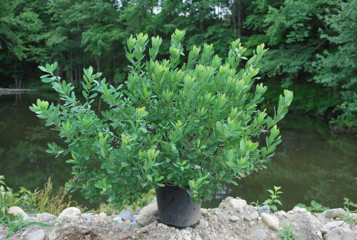 Восковница болотная (myrica gale)