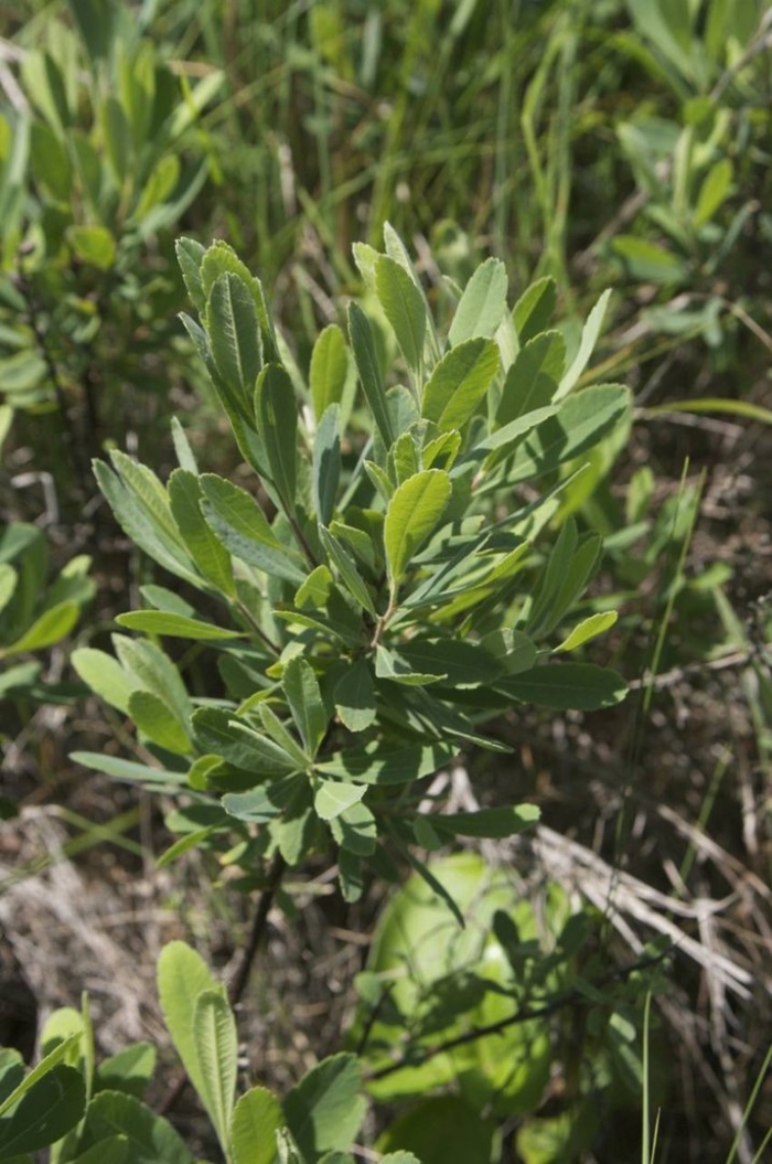 Myrica tomentosa