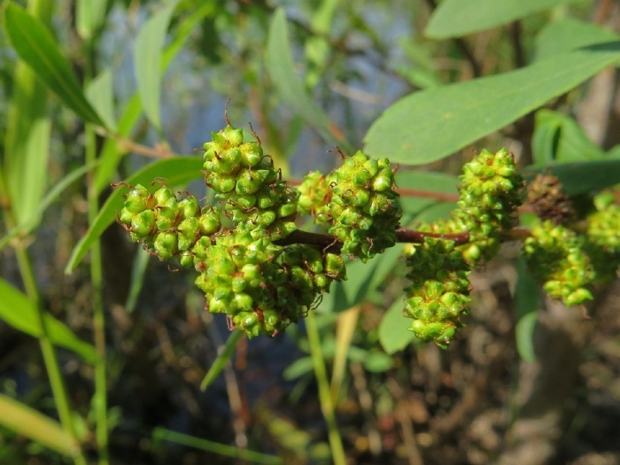 Восковница болотная (myrica gale)
