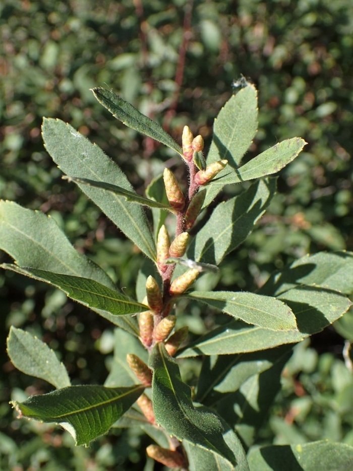 Восковник болотный (myrica gale