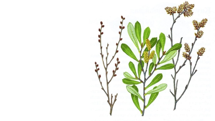 Восковник болотный