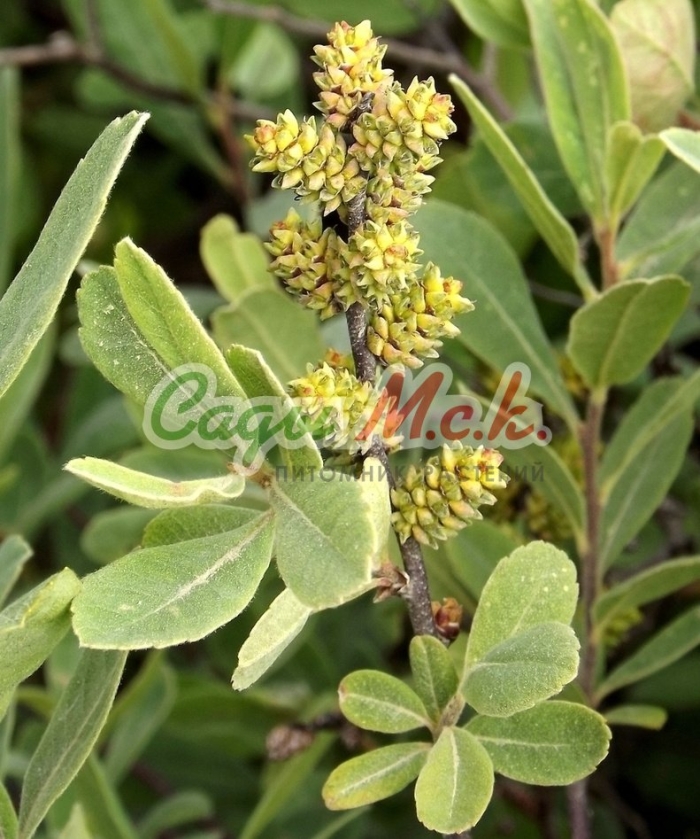 Восковница обыкновенная (myrica gale)