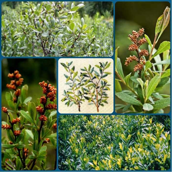 Восковница болотная (myrica gale)