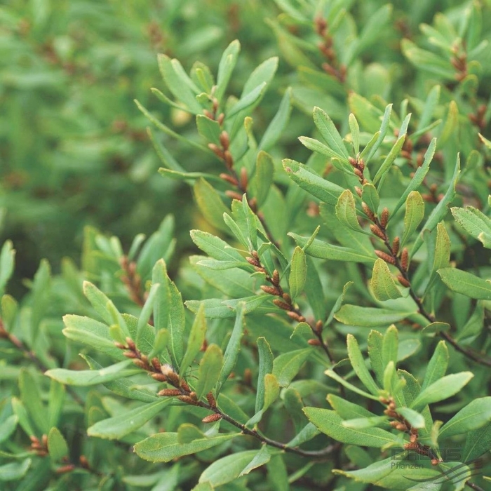 Восковник болотный (myrica gale