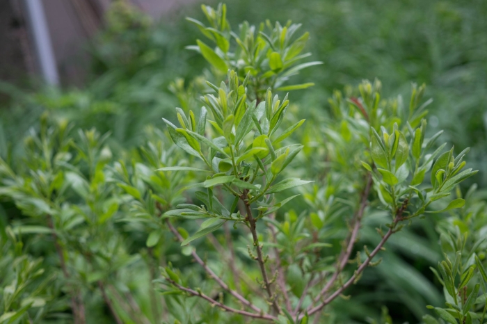 Ива тонкостолбиковая маунт асо