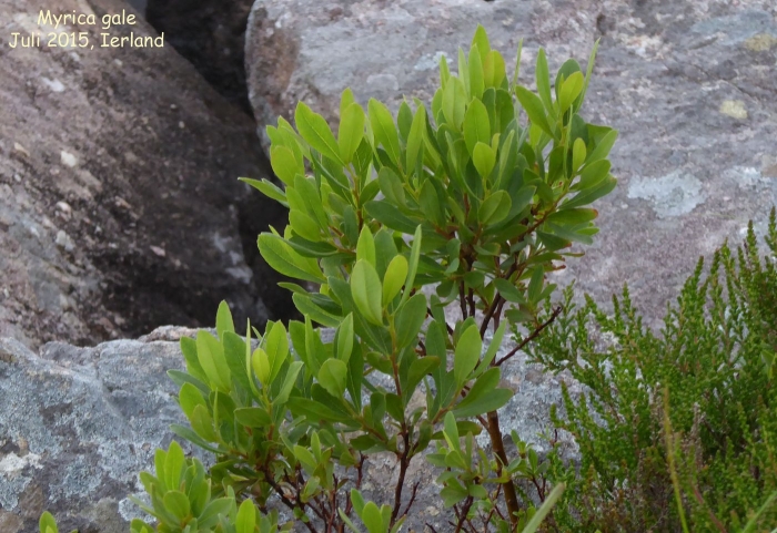 Восковница болотная