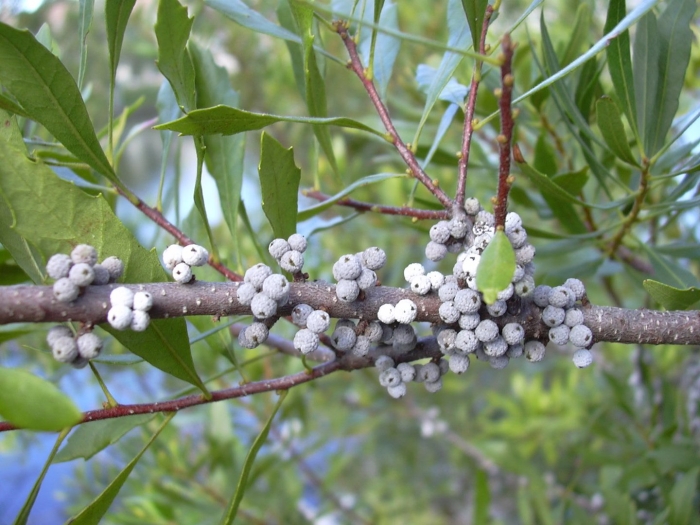 Myrica cerifera
