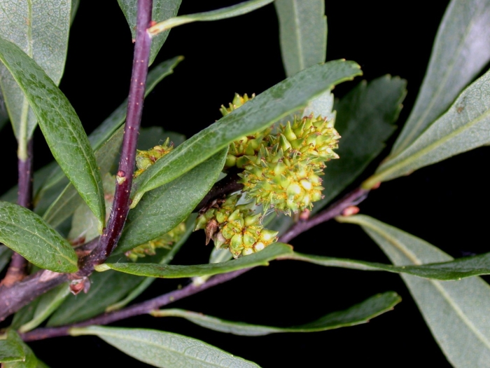 Восковница myrica