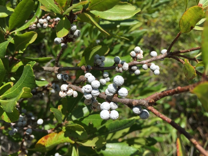 Myrica pensylvanica