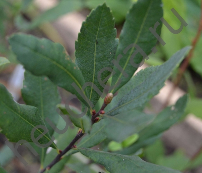 Восковник обыкновенный / мирта болотная