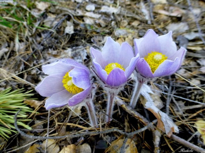 Прострел бунге