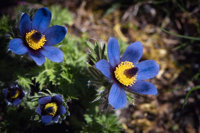 Anemone pulsatilla цветок