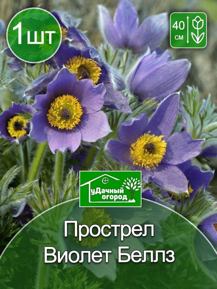 Прострел виолет беллс