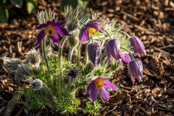 Pulsatilla vulgaris