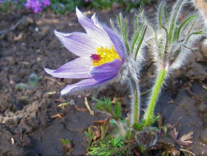 Pulsatilla grandis