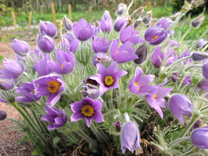 Прострел обыкновенный (pulsatilla vulgaris)