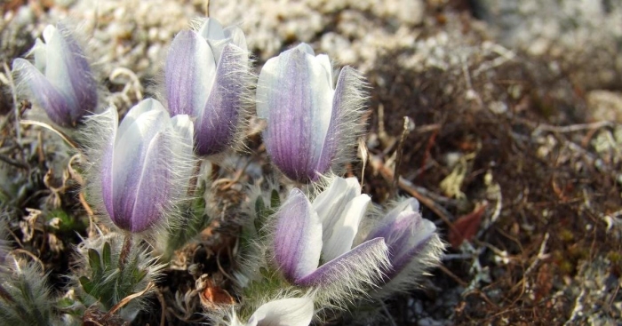 Pulsatilla magadanensis