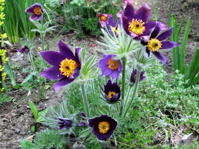 Прострел альпийский