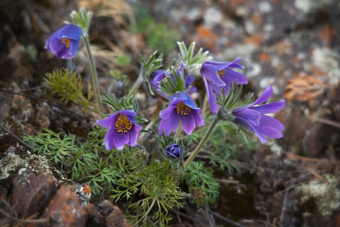 Pulsatilla turczaninovii прострел турчанинова