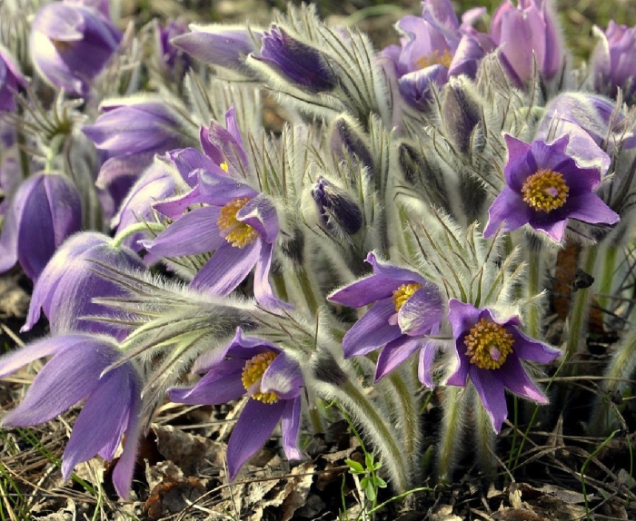 Pulsatilla прострел даурский