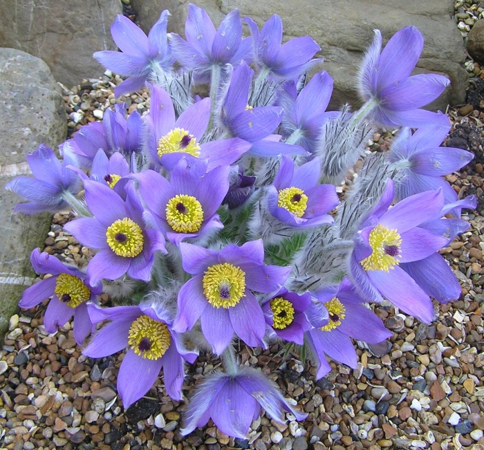 Сон трава прострел