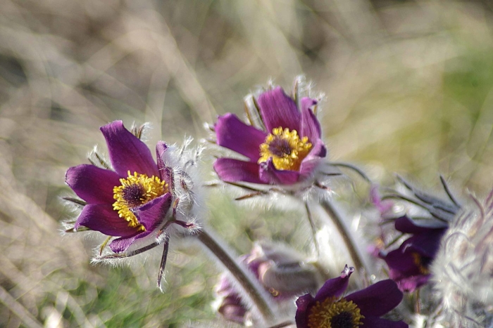 Сон трава прострел