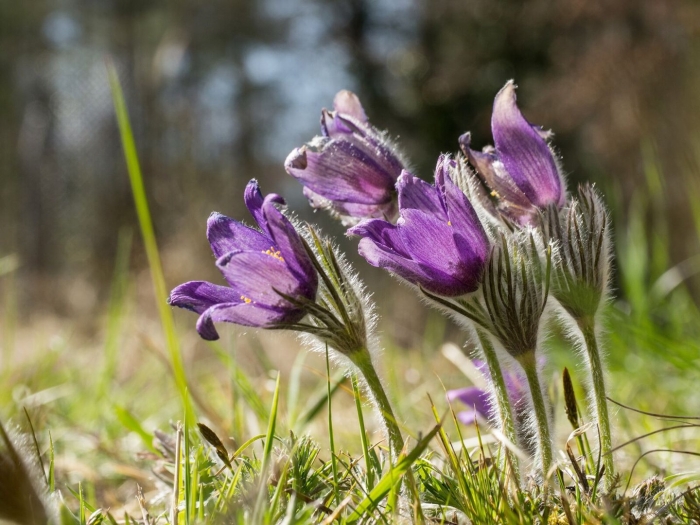 Pulsatilla прострел даурский