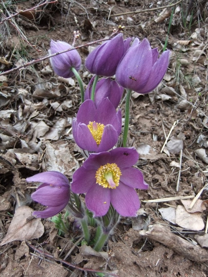 Прострел даурский