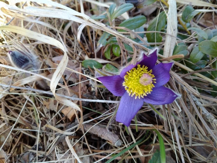 Pulsatilla patens