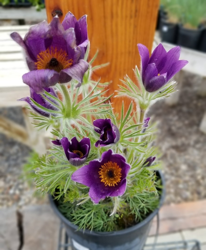 Anemone pulsatilla цветок