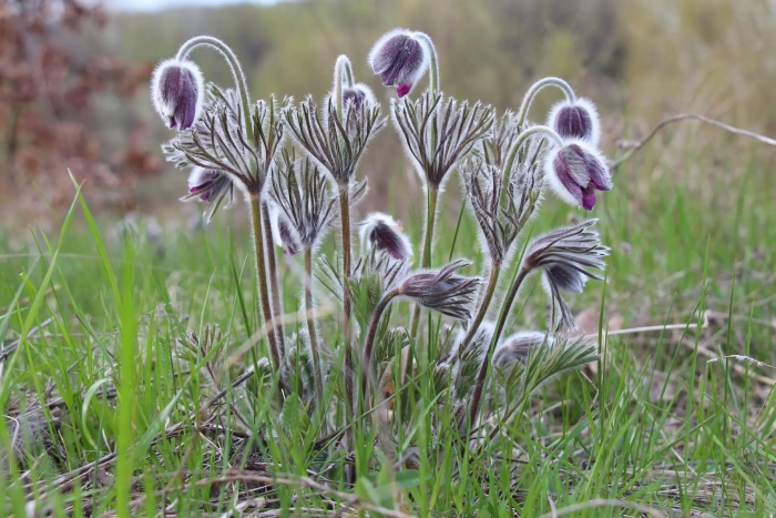 Прострел луговой