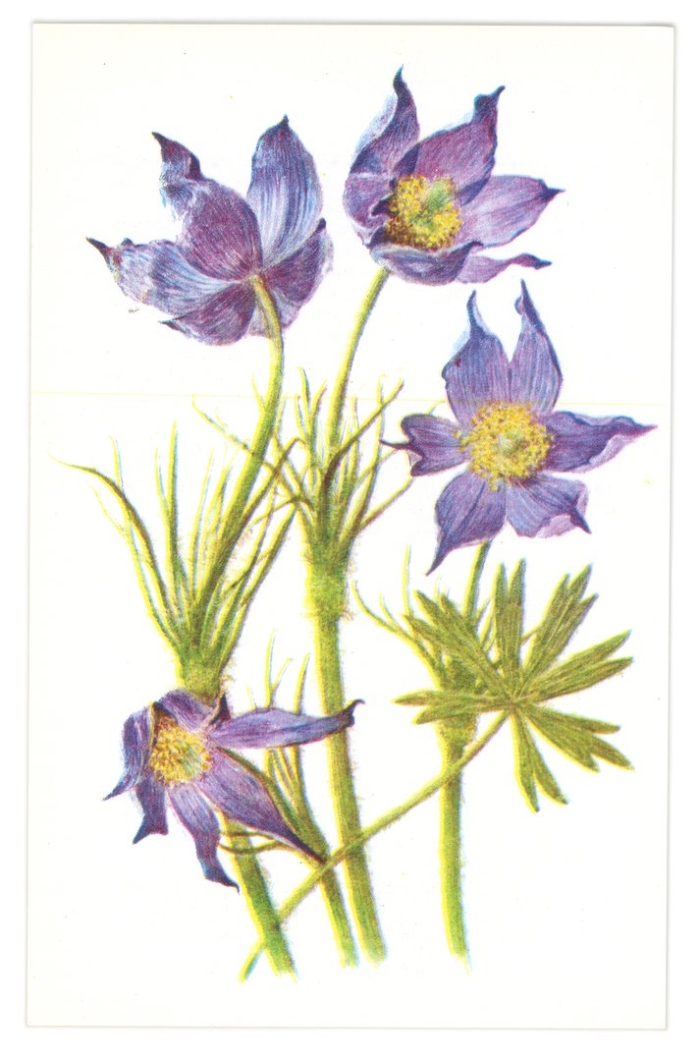 Сон трава прострел