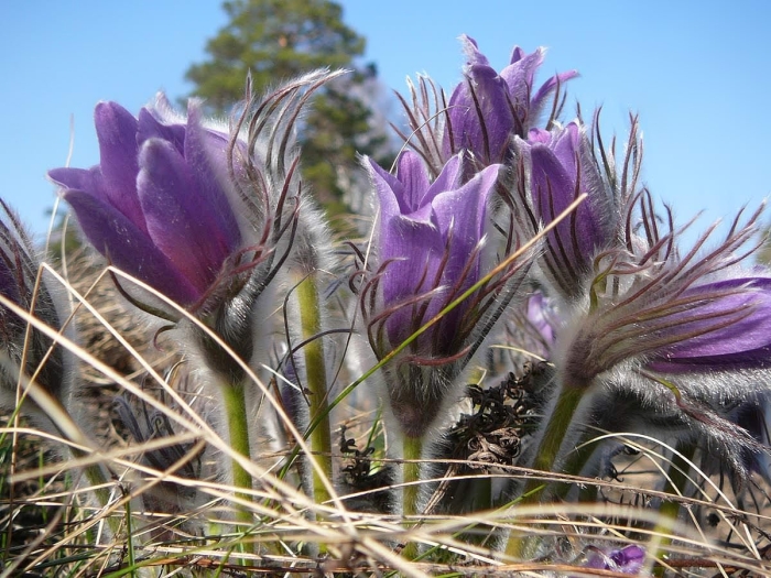 Прострел альпийский цветок