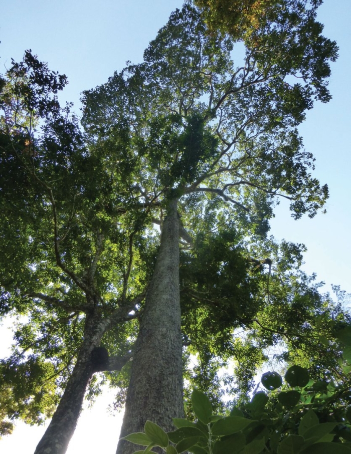 Компассия малаккская