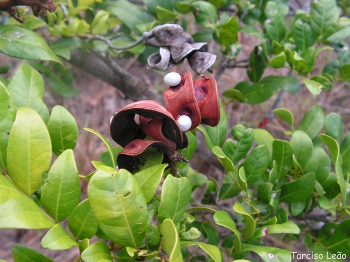 Pithecellobium unguis