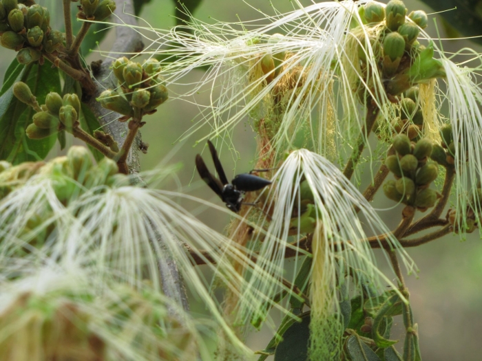 Chalybion californicum