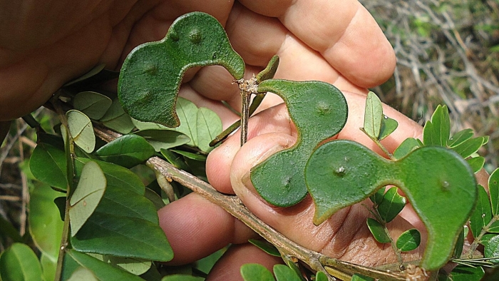 Абарема растение