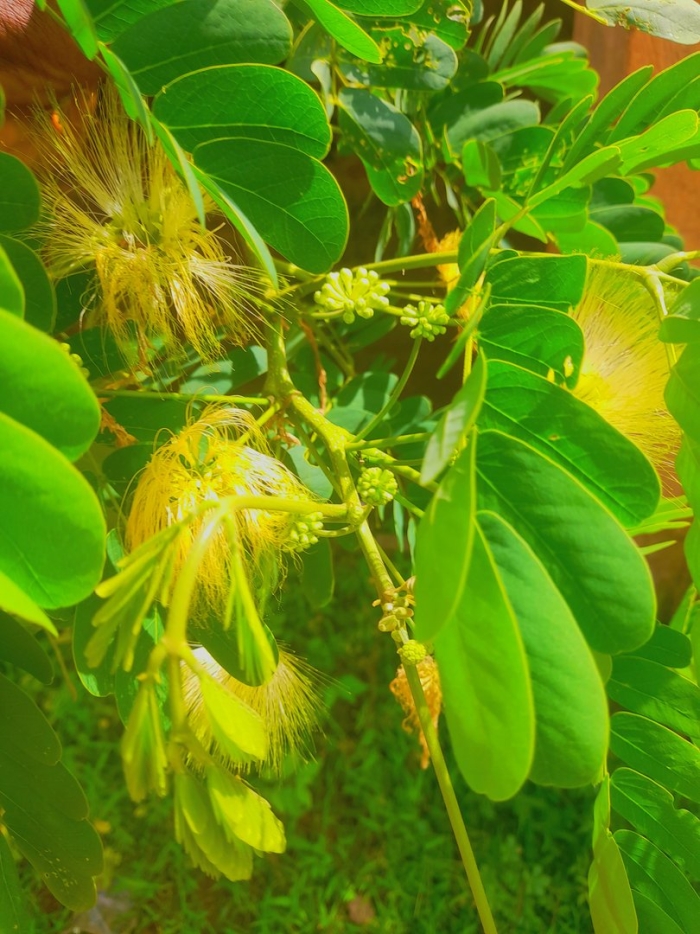 Альбиция леббек