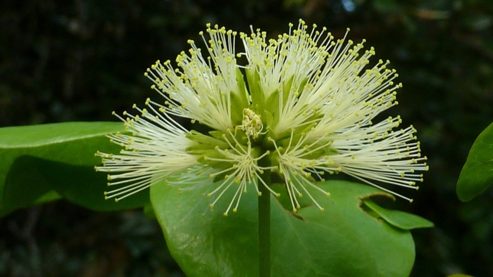 Abarema cochliacarpos