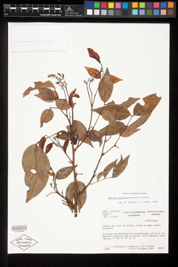 Herbarium specimen