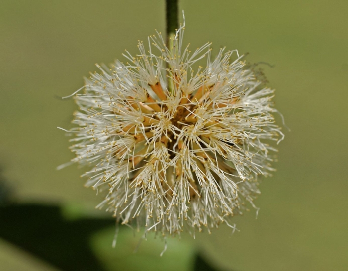 Cephalanthus occidentalis