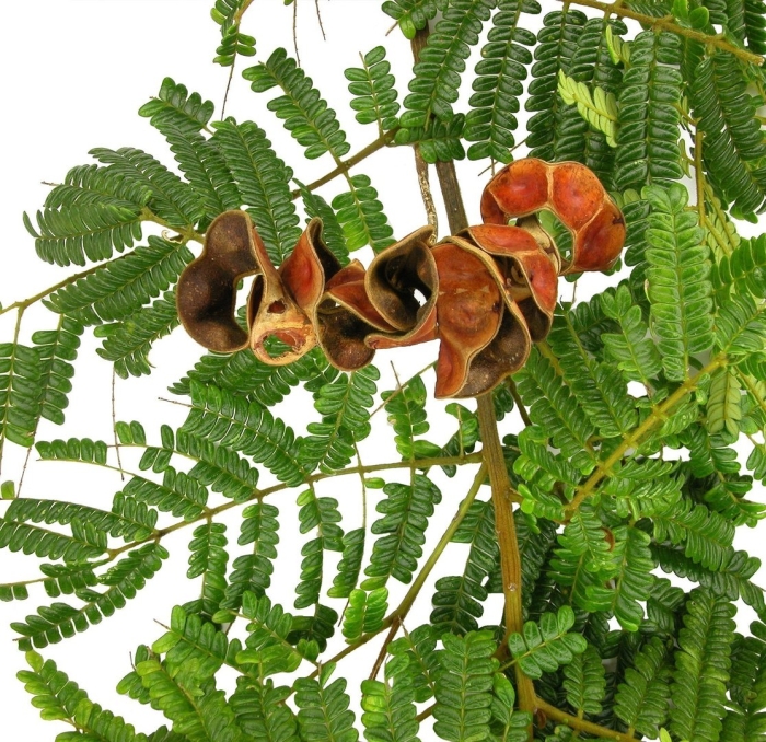 Enterolobium cyclocarpum