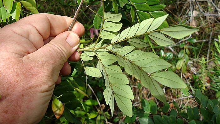 Chloroxylon swietenia