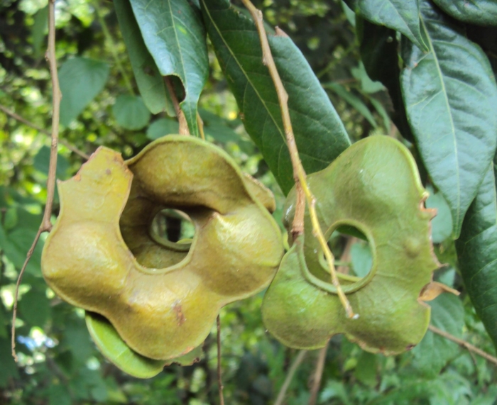 Archidendron bigeminum