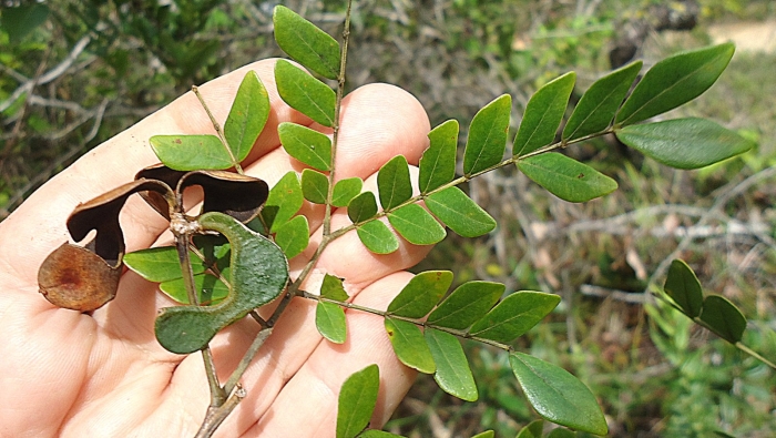 Moringa oleifera