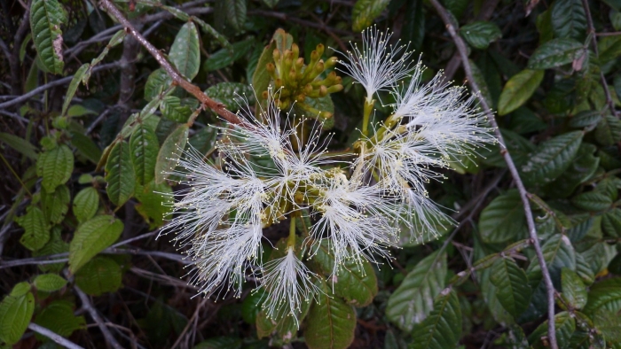 Сизигиум метельчатый евгения миртолистная