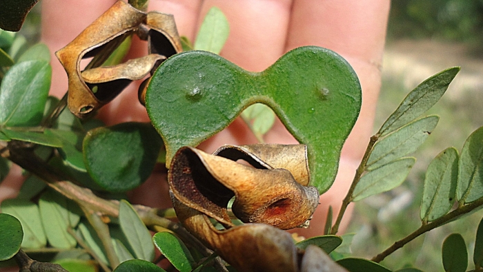 Pithecellobium unguis