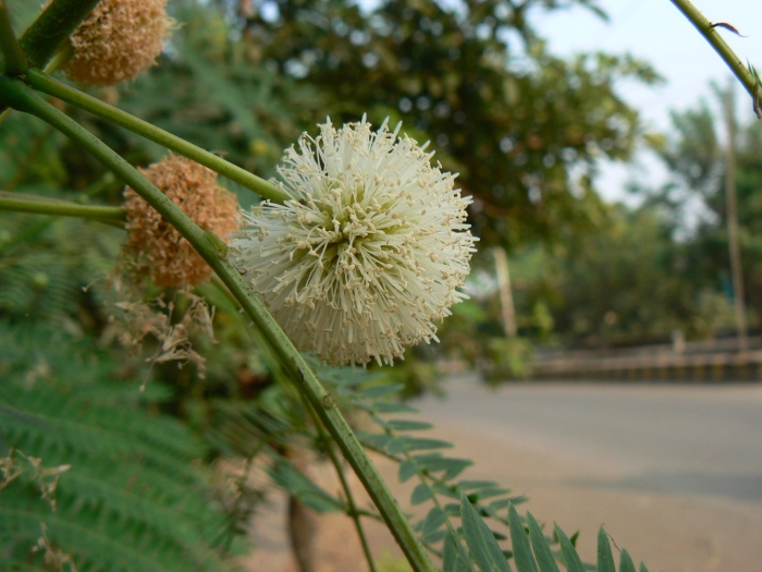 Leucaena leucocephala