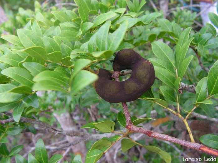 Abarema cochliocarpos